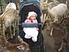 Surrounded at the Deer Farm