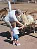 Feeding the deer with Grandma Novak